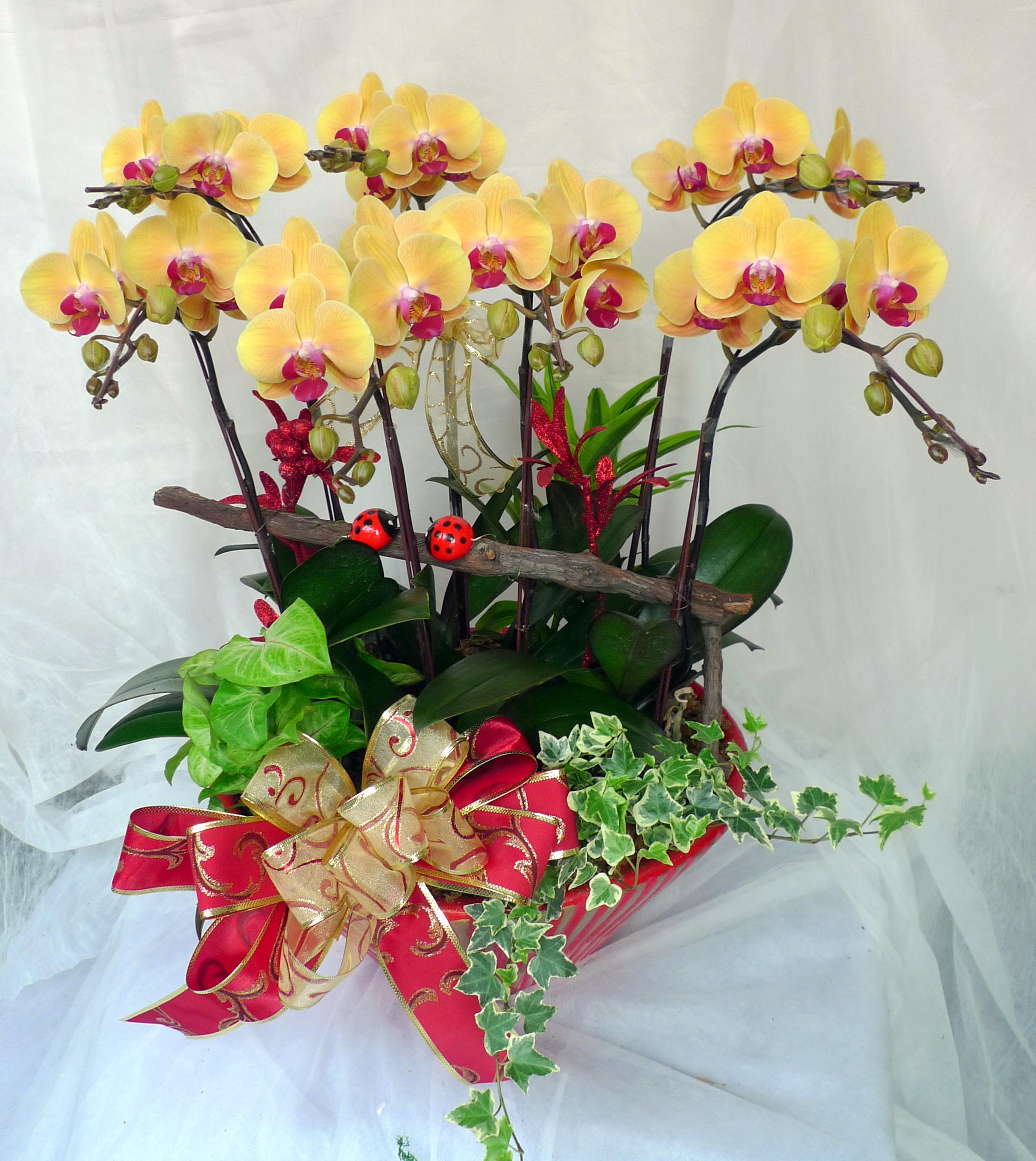 c007 兰花盆栽 桌上型 - 琦丽花艺,员林花店,彰化花店